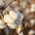 organic cotton vs conventional cotton