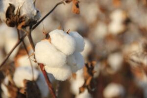 Organic Cotton vs Conventional Cotton: Key Differences